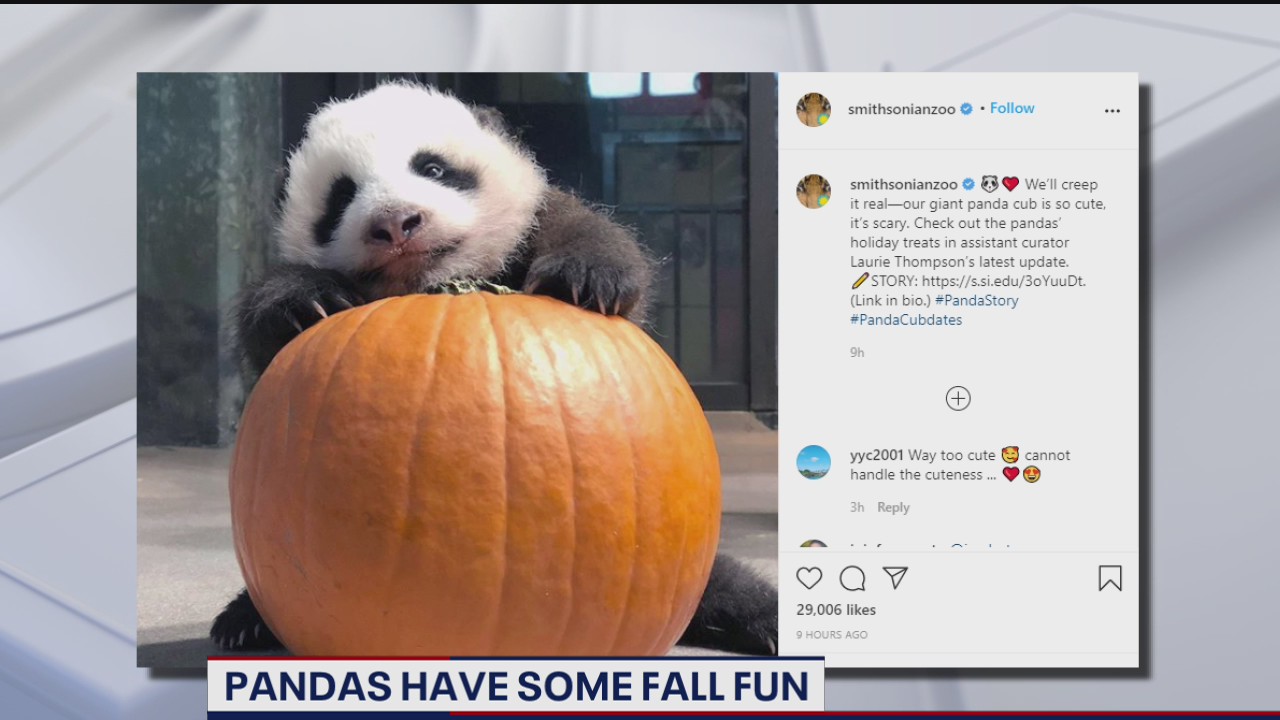 National Zoo’s panda cub and family celebrate Halloween with pumpkins, snack-o-lanterns