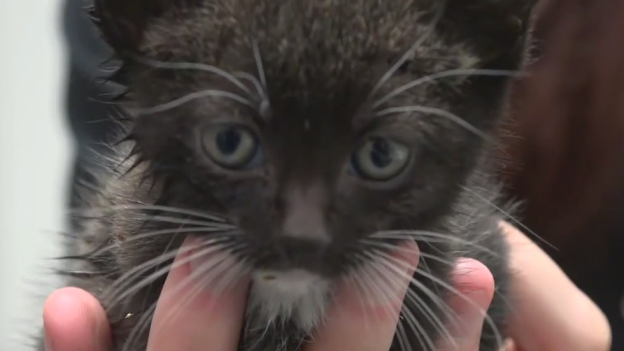Humane Society of Tampa Bay has been busy during the pandemic
