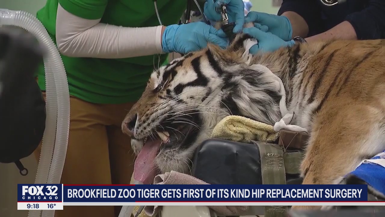 Tiger undergoes rare hip replacement surgery at Brookfield zoo