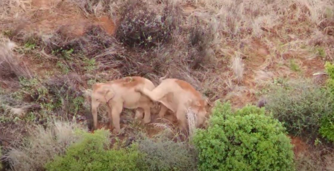 Migrating elephant calves play fight in China's Yunnan province