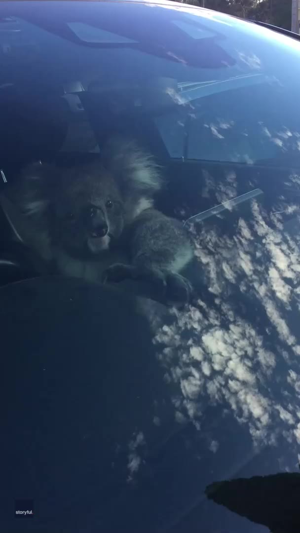 Koala explores woman’s car after causing pileup on Australian freeway
