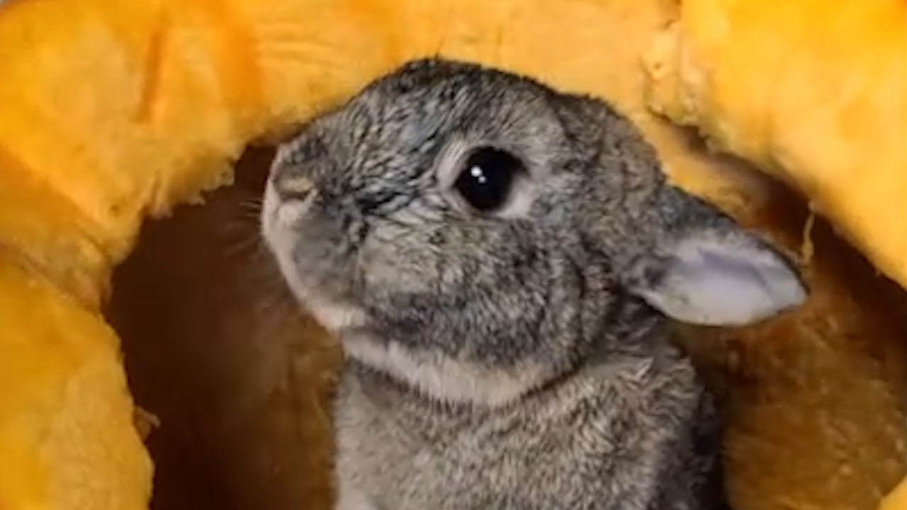 Halloween pumpkins reveal furry surprises