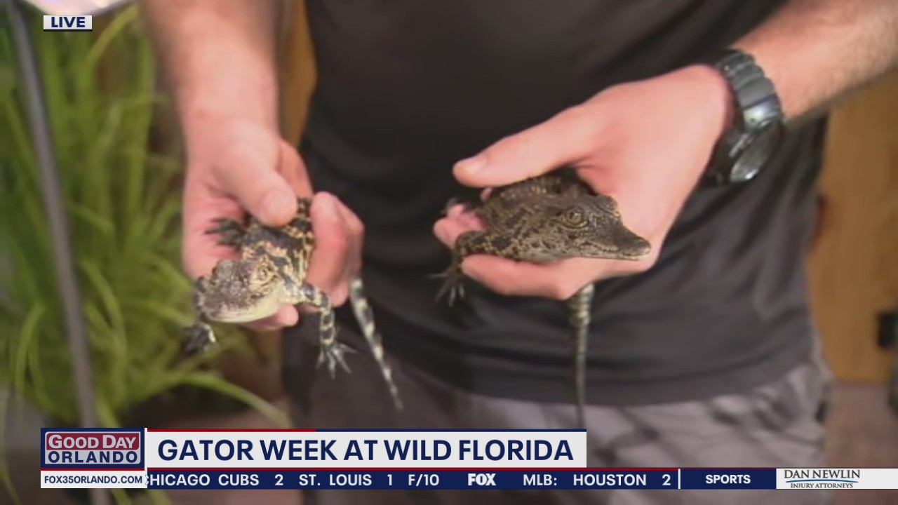 Gator Week at Wild Florida
