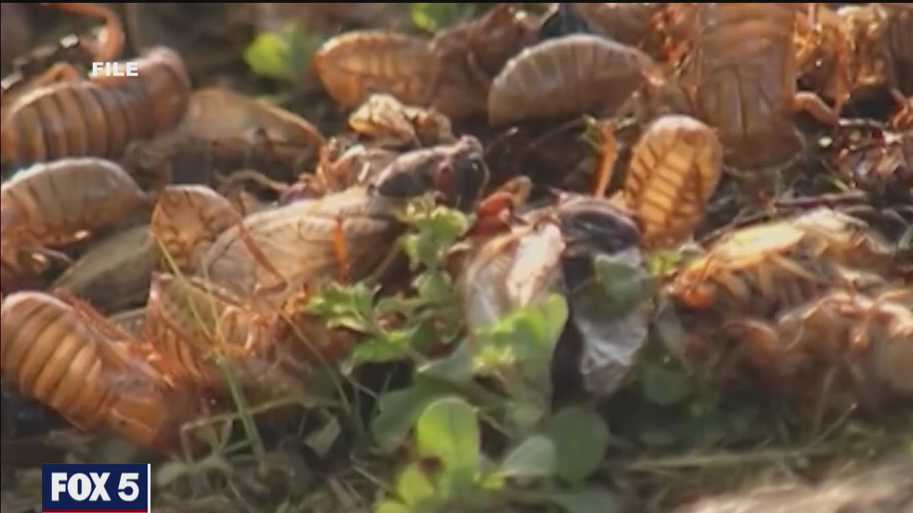Cicadas 2021: Brood X to emerge after 17 years