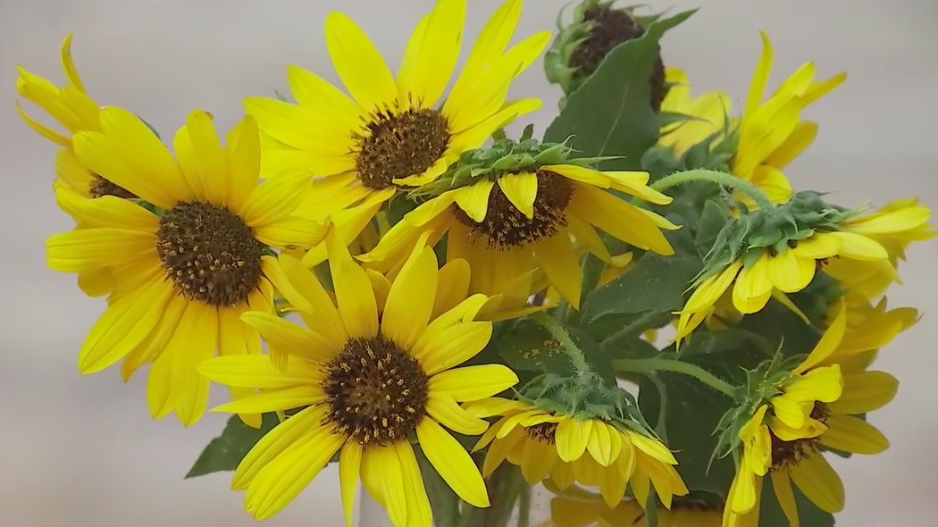 Talking about sunflowers at the Lady Bird Johnson Wildflower Center