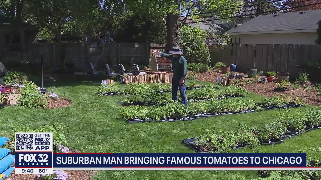 'Tomato Man' grows 2,200 tomato plants in La Grange home and adjacent greenhouse