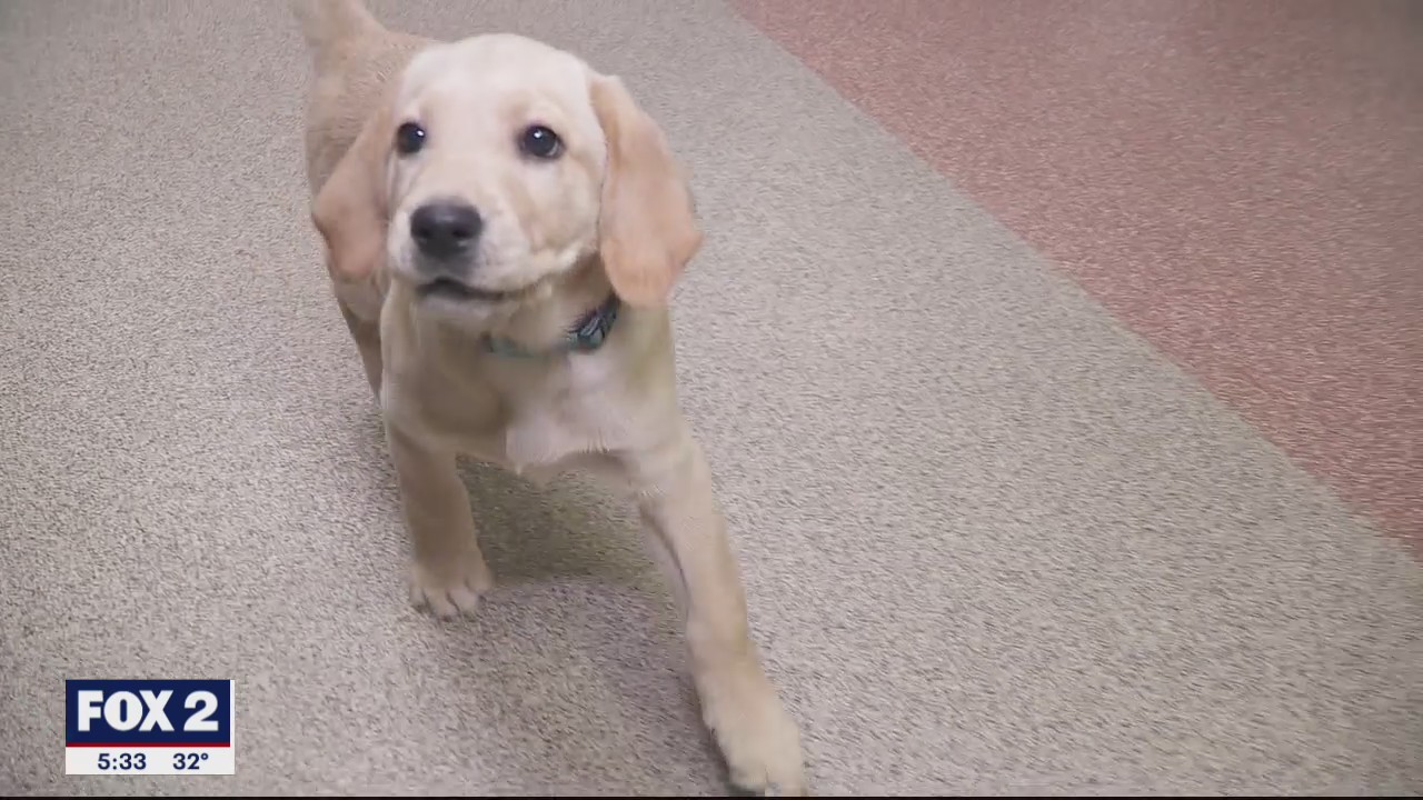 New program allows first responders to take puppies home