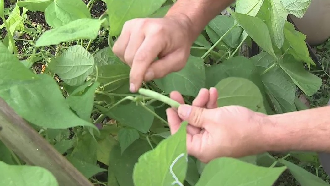 Tips on growing beans in your garden