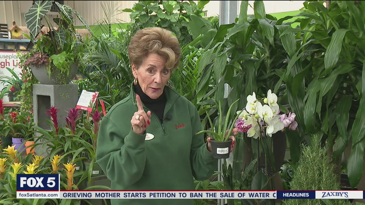 Lucky plants for the new year