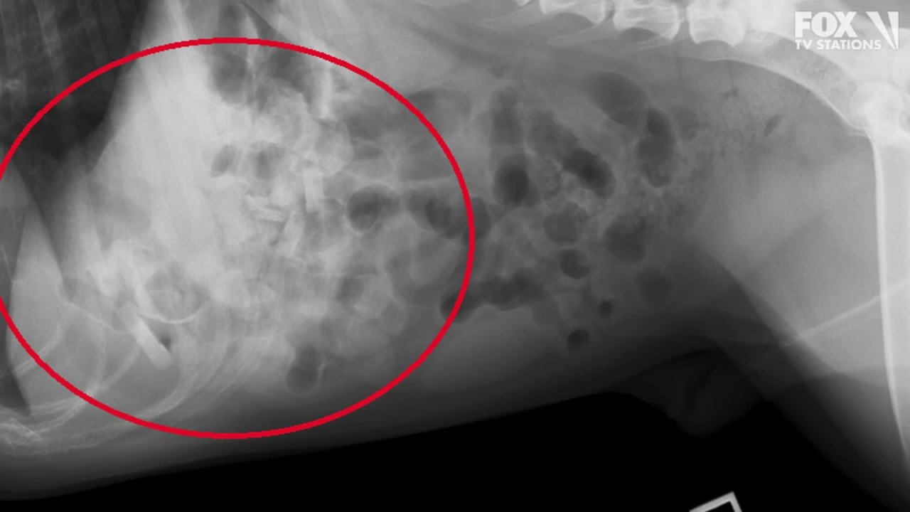 Veterinarians find 19 baby pacifiers in bulldog’s stomach