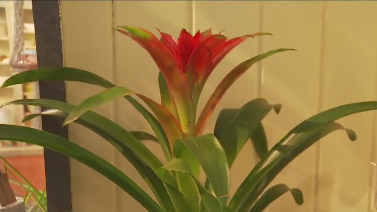 Your Garden: Where to begin with houseplants?