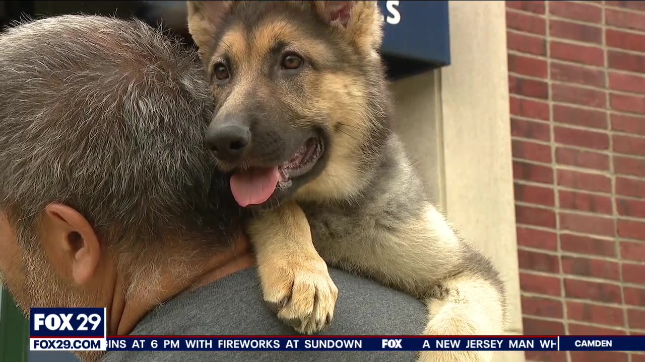 Ruff night: Fourth of July fireworks can cause stress, anxiety in dogs