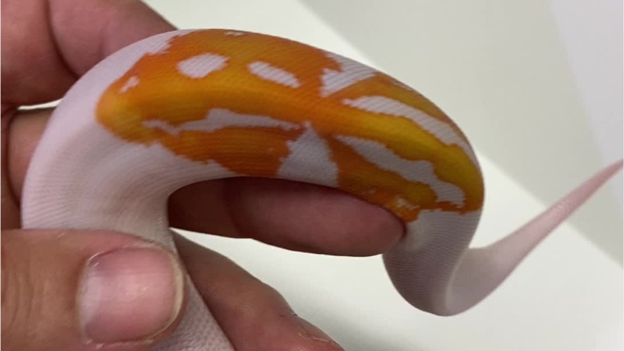 Snake breeder discusses snake with 3 smiley face markings
