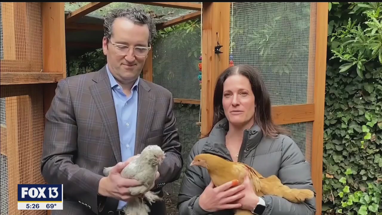 Backyard chickens a trend in 2020