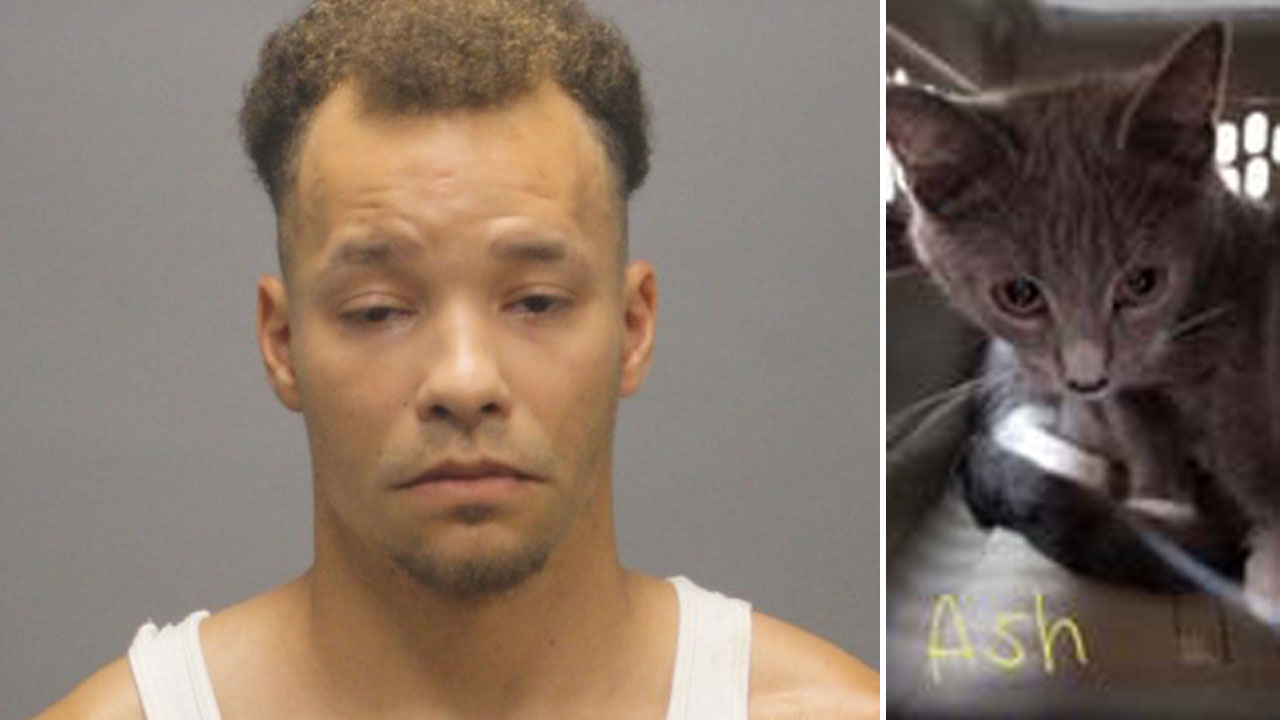 Man accused of putting wet kitten in freezer, slamming another one's head into floor