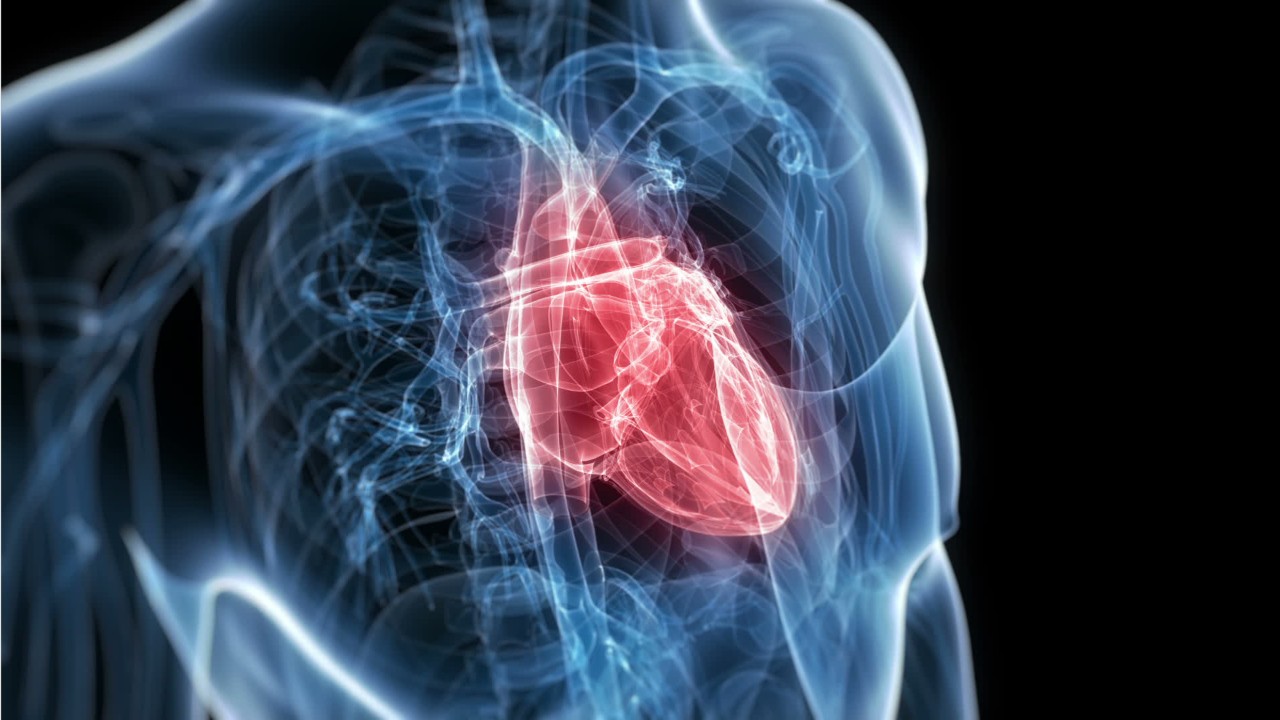 Study suggests dogs are good for owners’ heart health