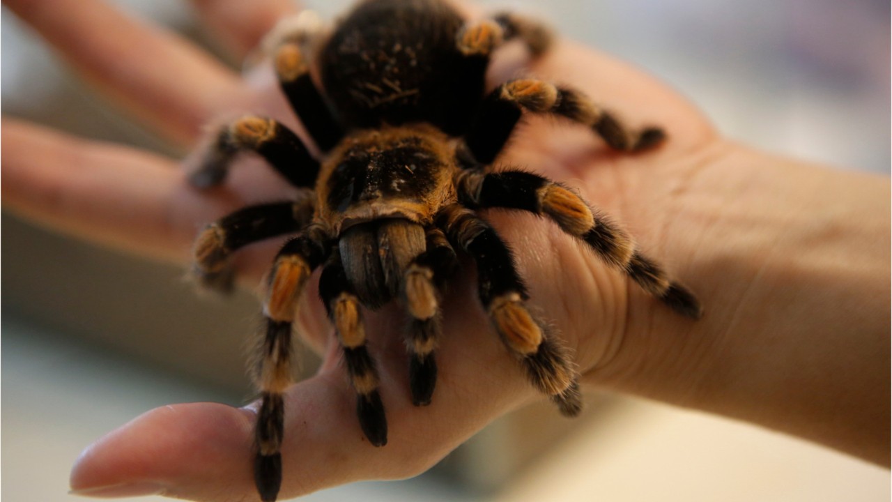 Thousands of tarantulas expected to crawl through Colorado in mass migration