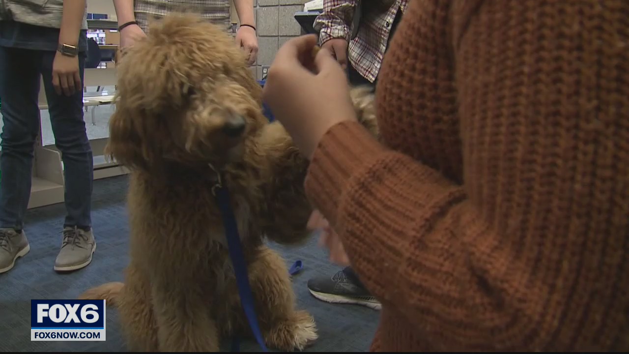 Police dogs help Greenfield officers relieve stress amid pandemic