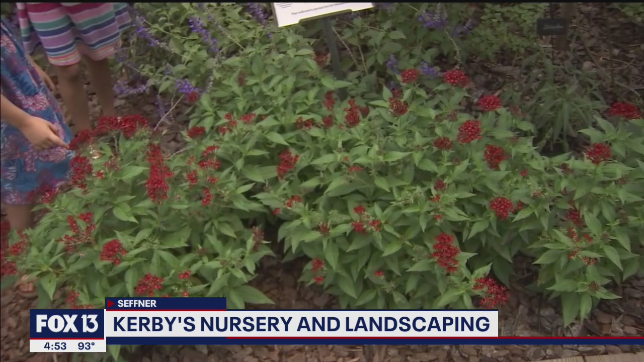 Building a butterfly garden