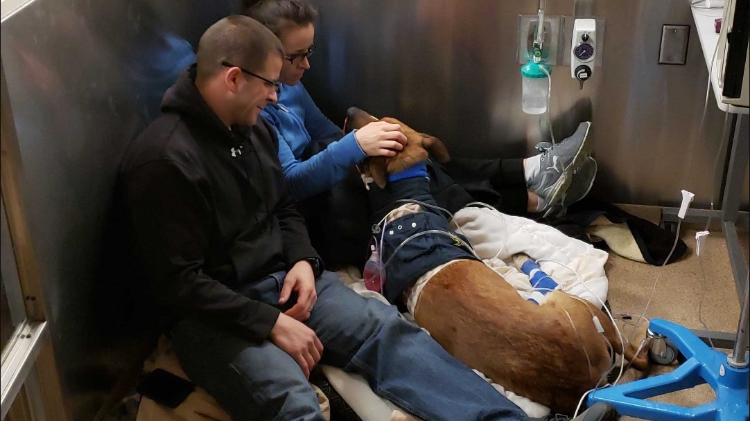 K-9 Officer Pyro makes great strides in recovery from stab wounds