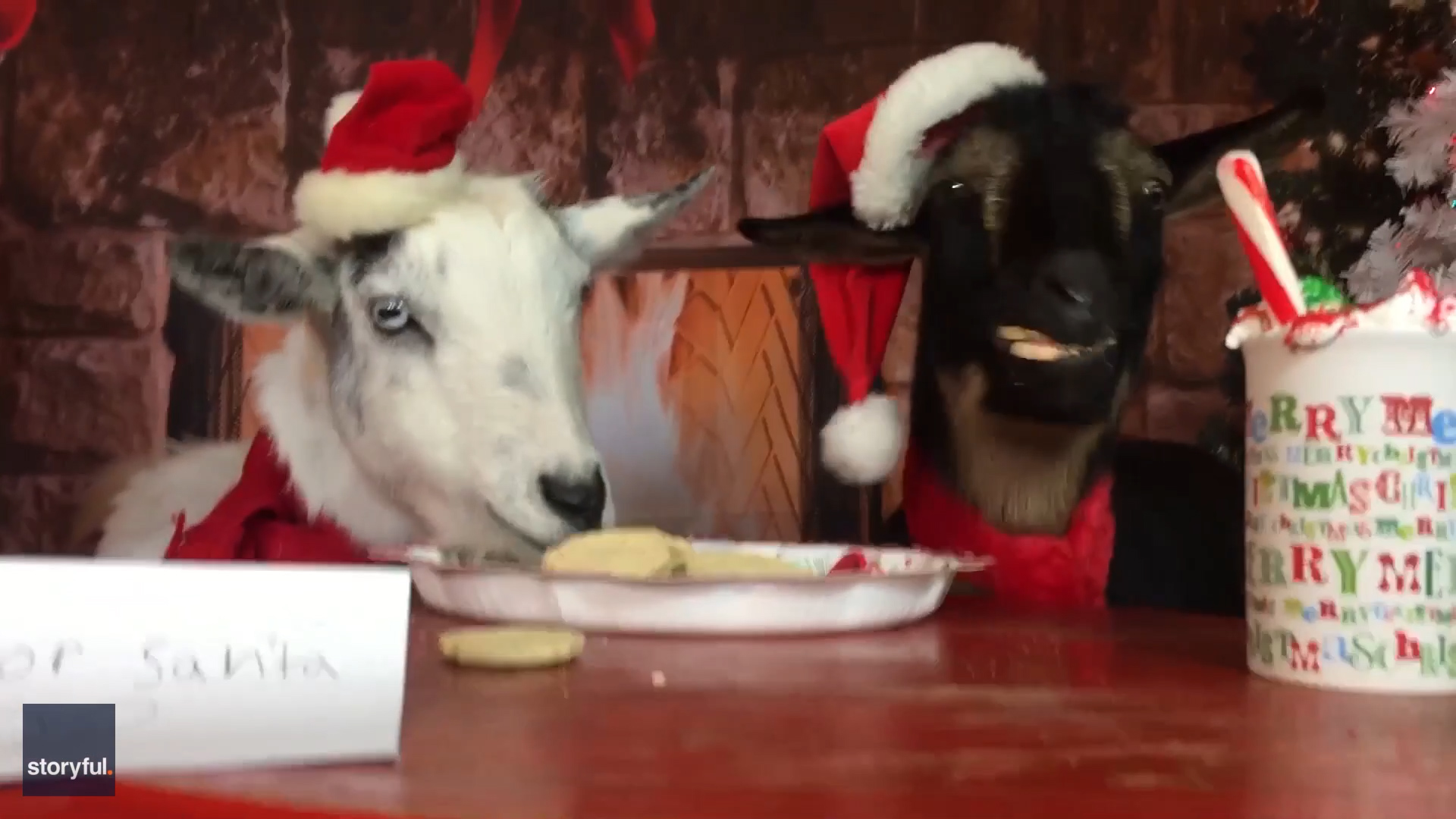 Goats eat cookies for Santa