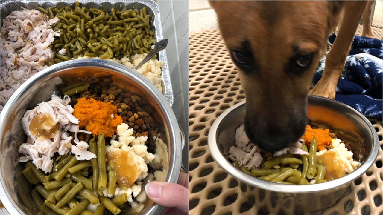Shelter pets get delicious Thanksgiving meals