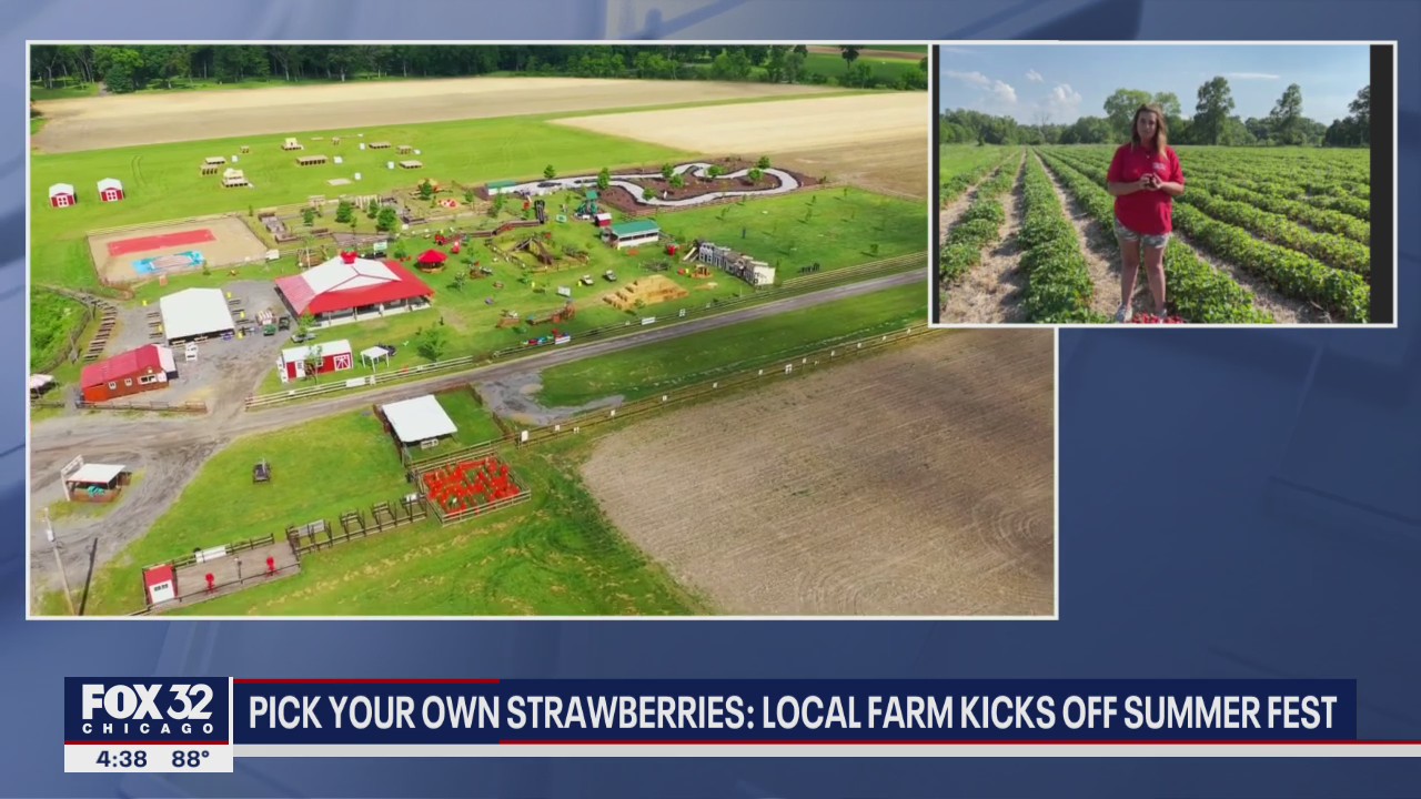 Hobart farm offers strawberry picking for families