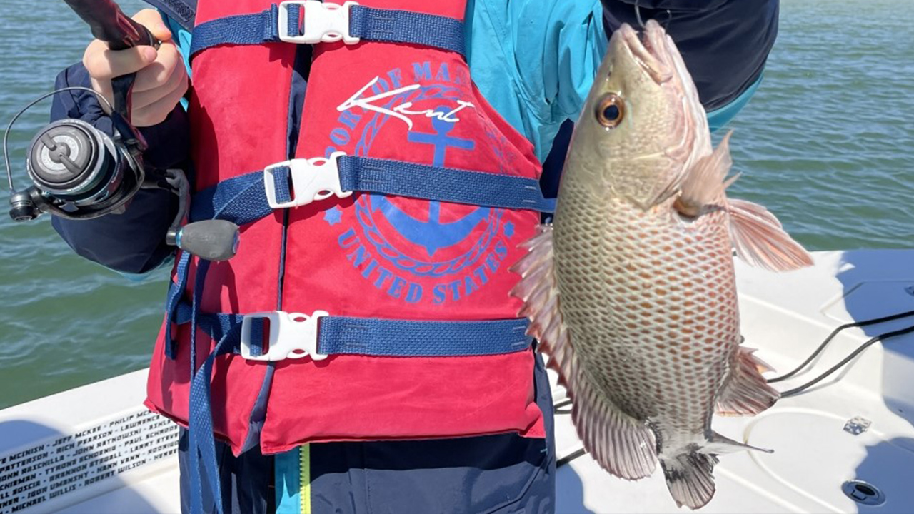 Mangrove snapper starting to get active