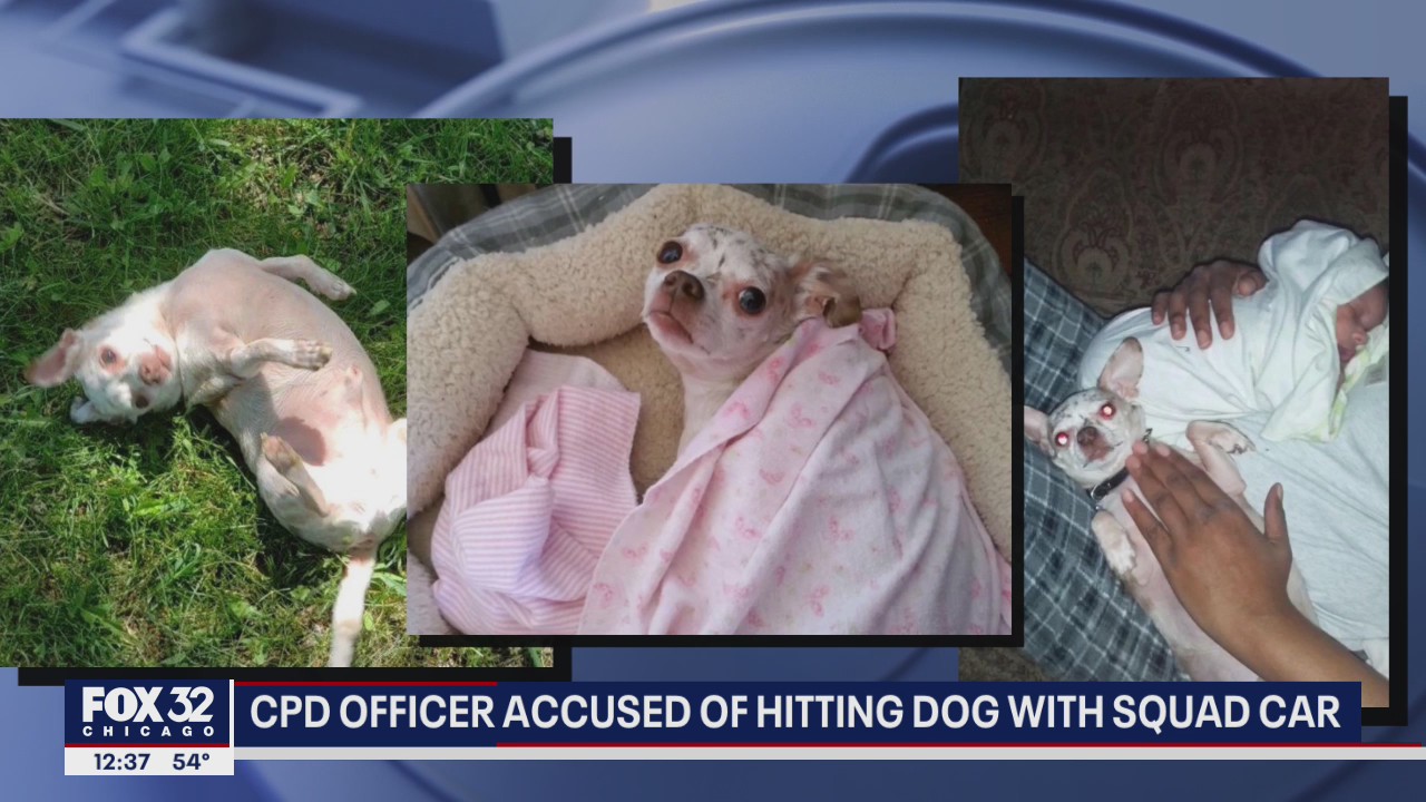 Family says CPD officer in SUV allegedly hit, killed 14-year-old dog