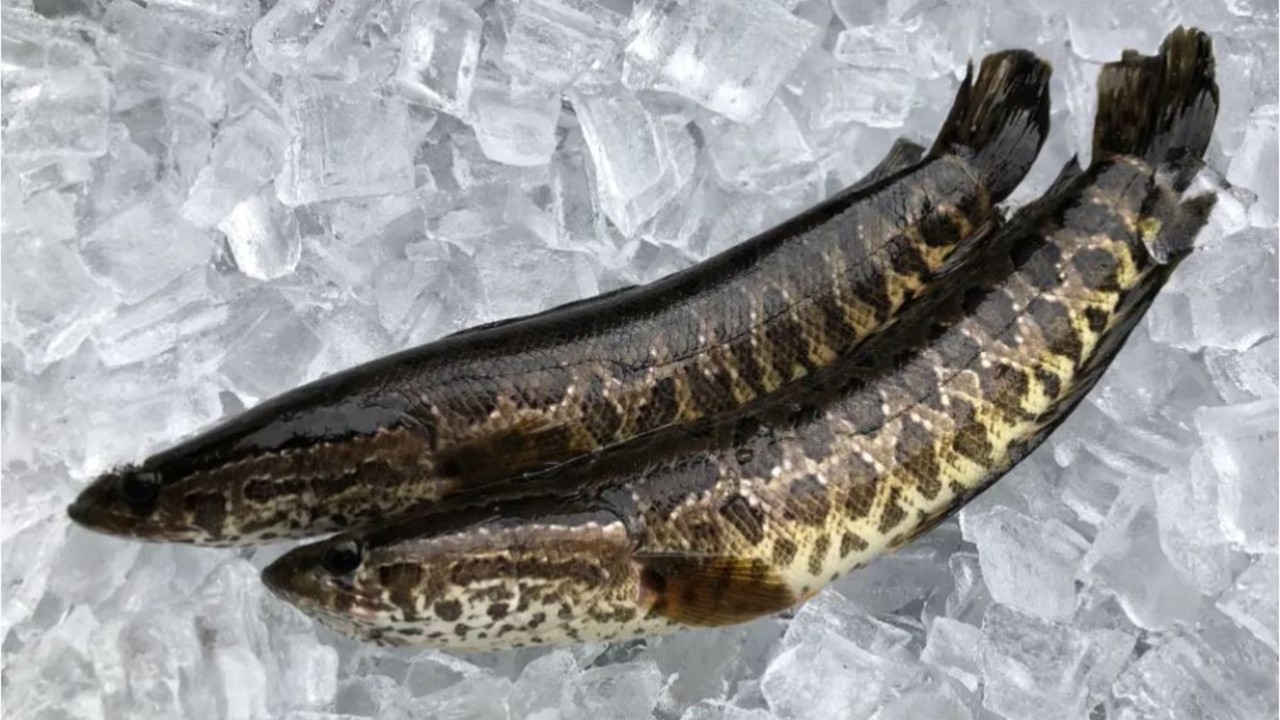 Invasive fish that can live on land found in GA