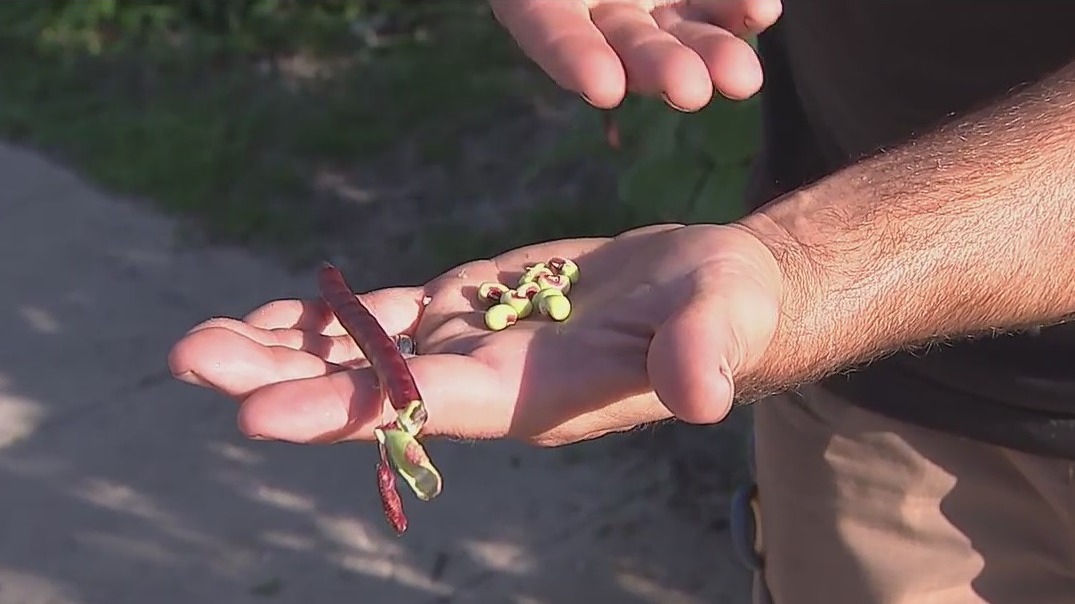 Learn how to grow pink-eyed purple hull peas