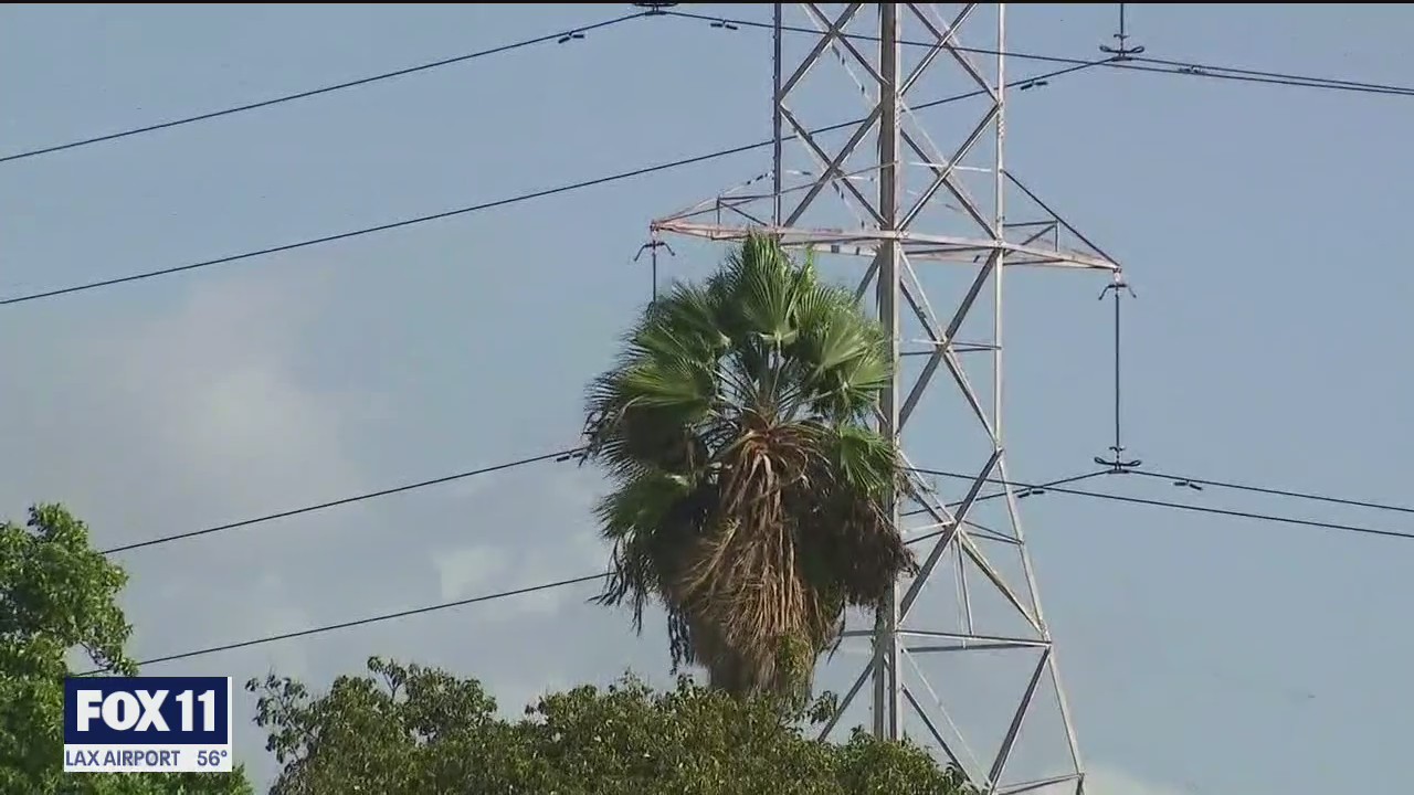 Cold, windy weather causes downed trees, power lines in SoCal