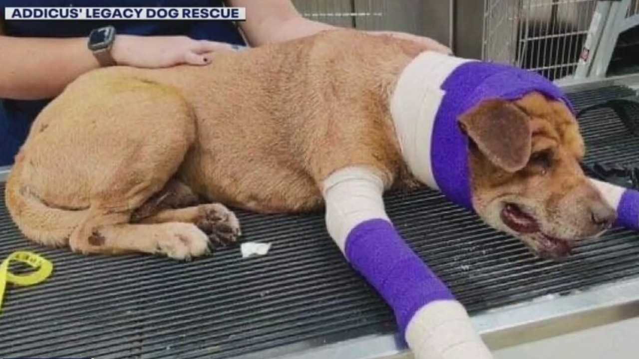 Dog recovering in Lakeway after near-death experience with Mexican cartel