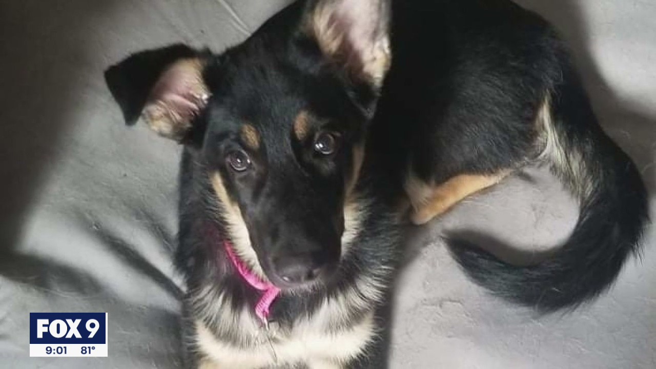 Roseville rescue receives surge of surrender requests