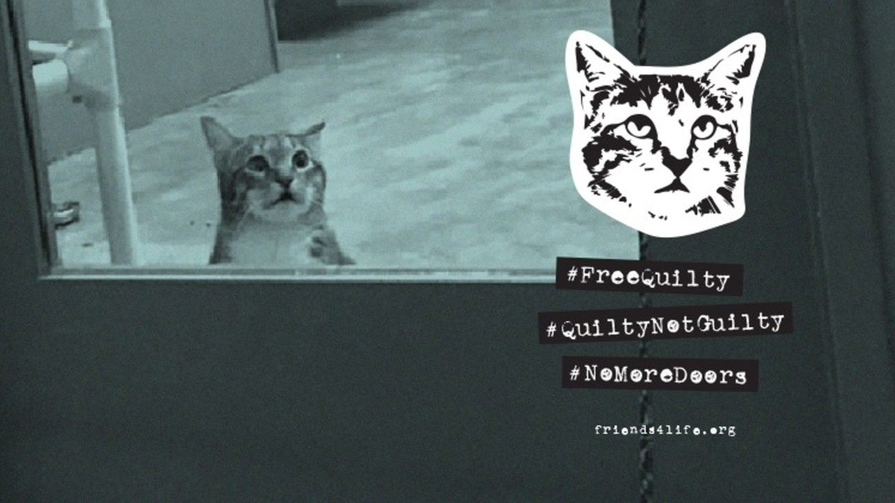 Quilty the shelter cat put in solitary confinement after repeatedly freeing other cats
