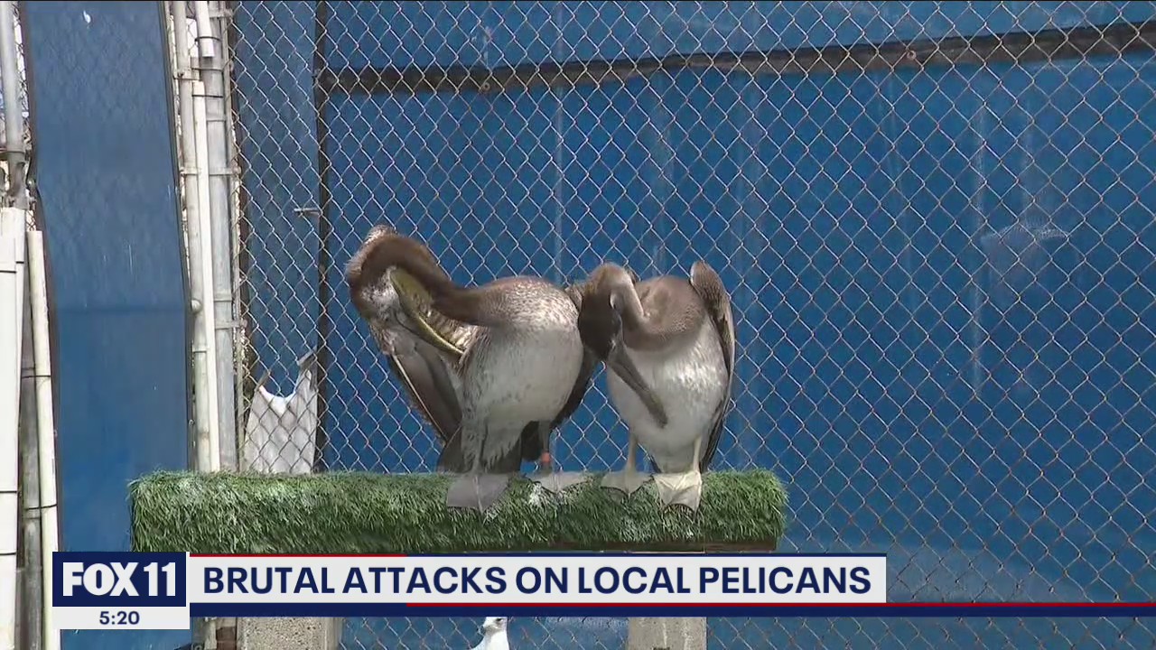 More than 30 pelicans mutilated on Orange County beaches