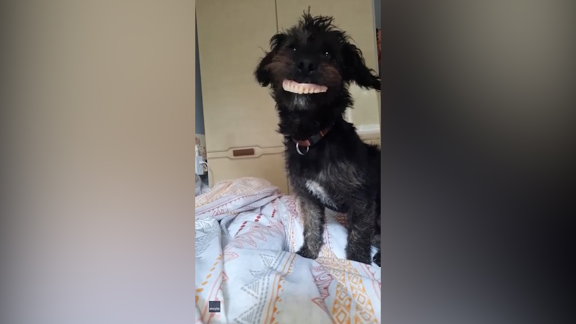 Pup steals dentures