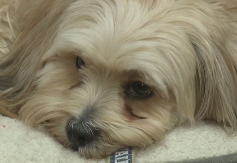 Casey the therapy dog calms students in Racine