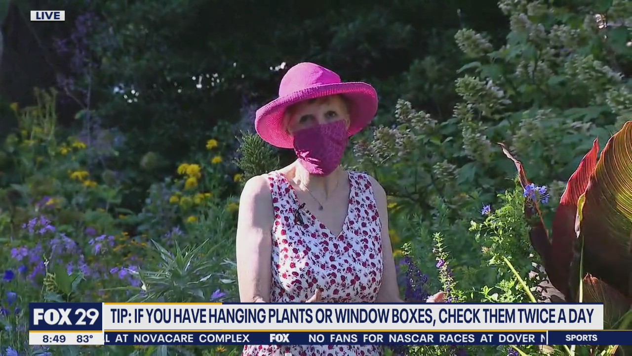 Gardening tips for the summer heat