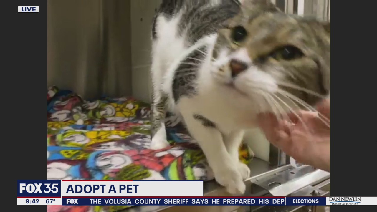 Adopt-a-pet: Cats up for adoption