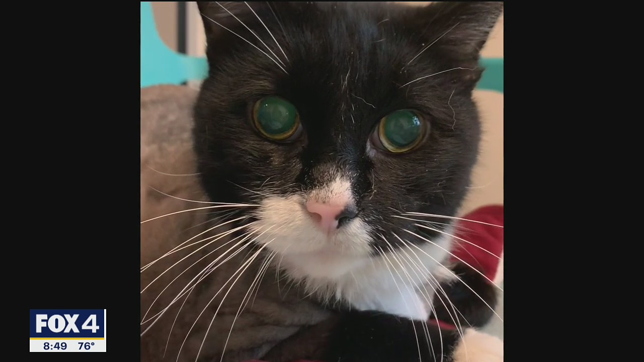 Pet of the Day: Shoeshine