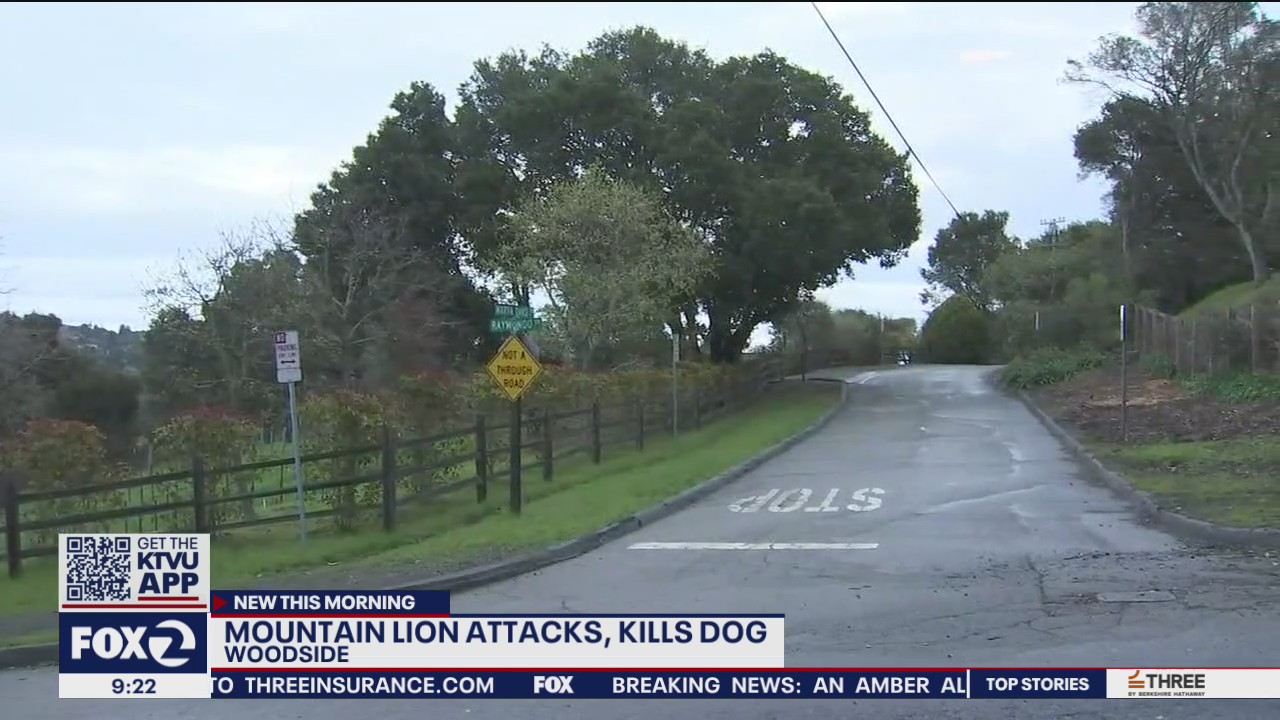 Mountain lion kills dog in Woodside