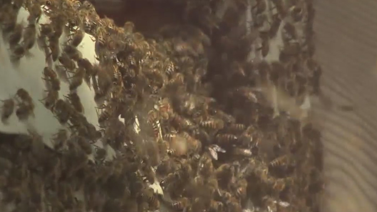 How honey bees defend  themselves against murder hornets