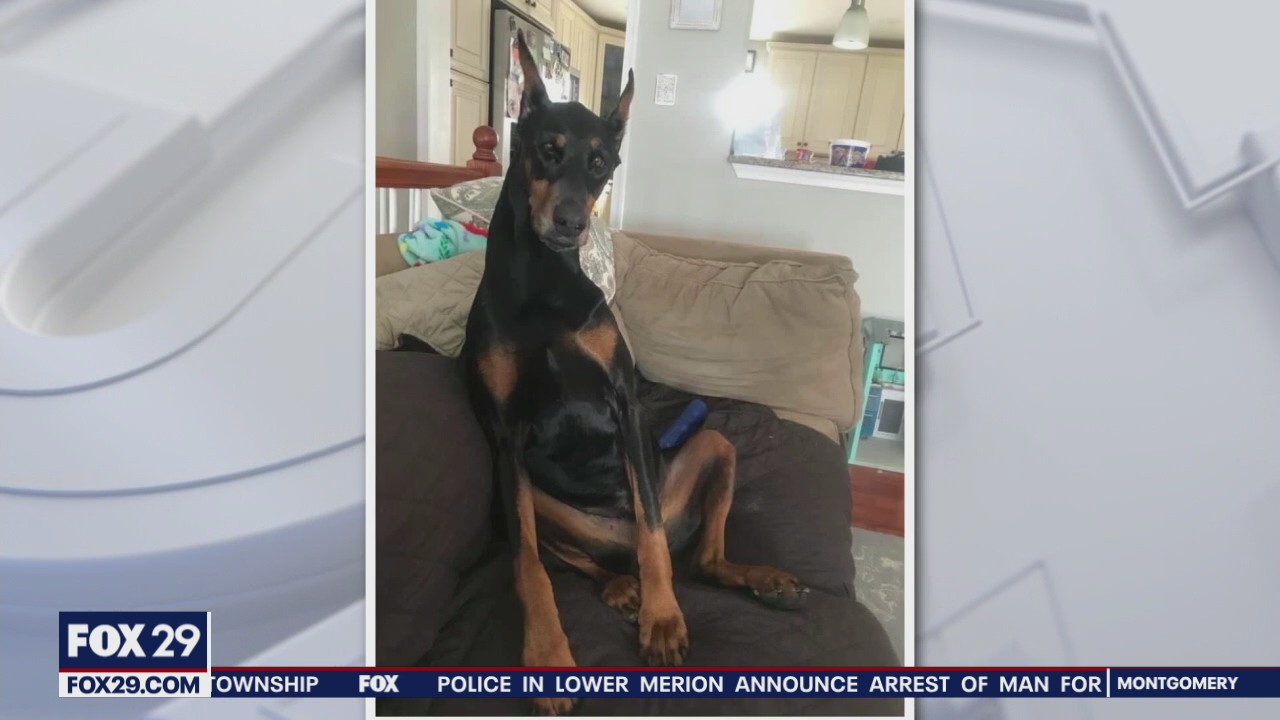 Chester County family launches extensive search for missing 7-year-old Doberman