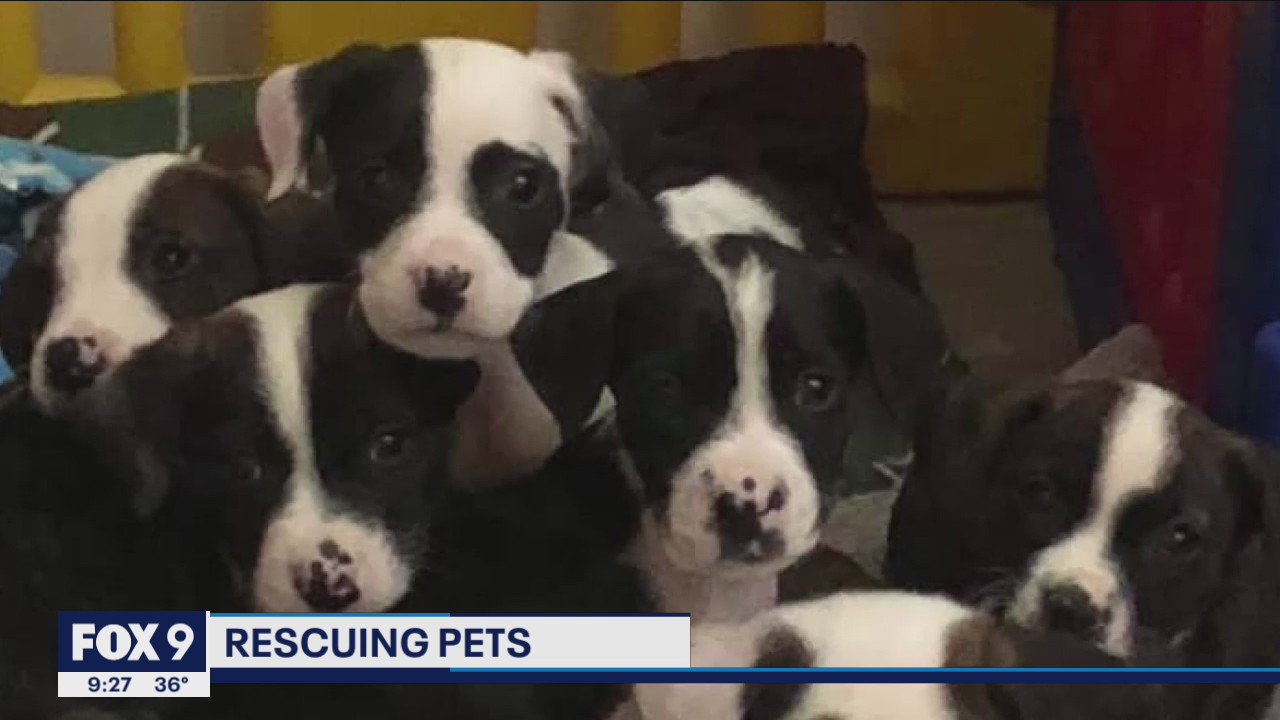 Minnesota shelters see higher number of abandoned and surrendered pets during pandemic