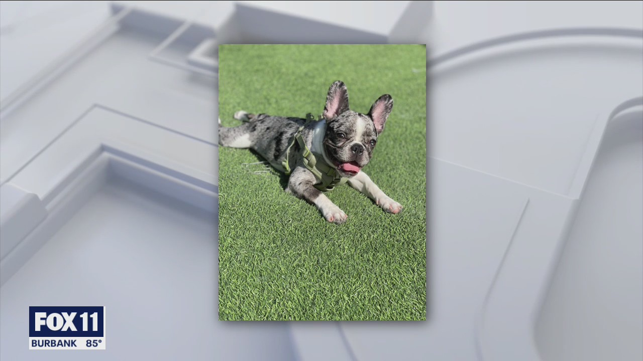 French bulldog stolen during armed robbery