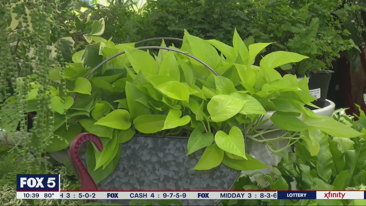 Trendy trailing houseplants to have indoors
