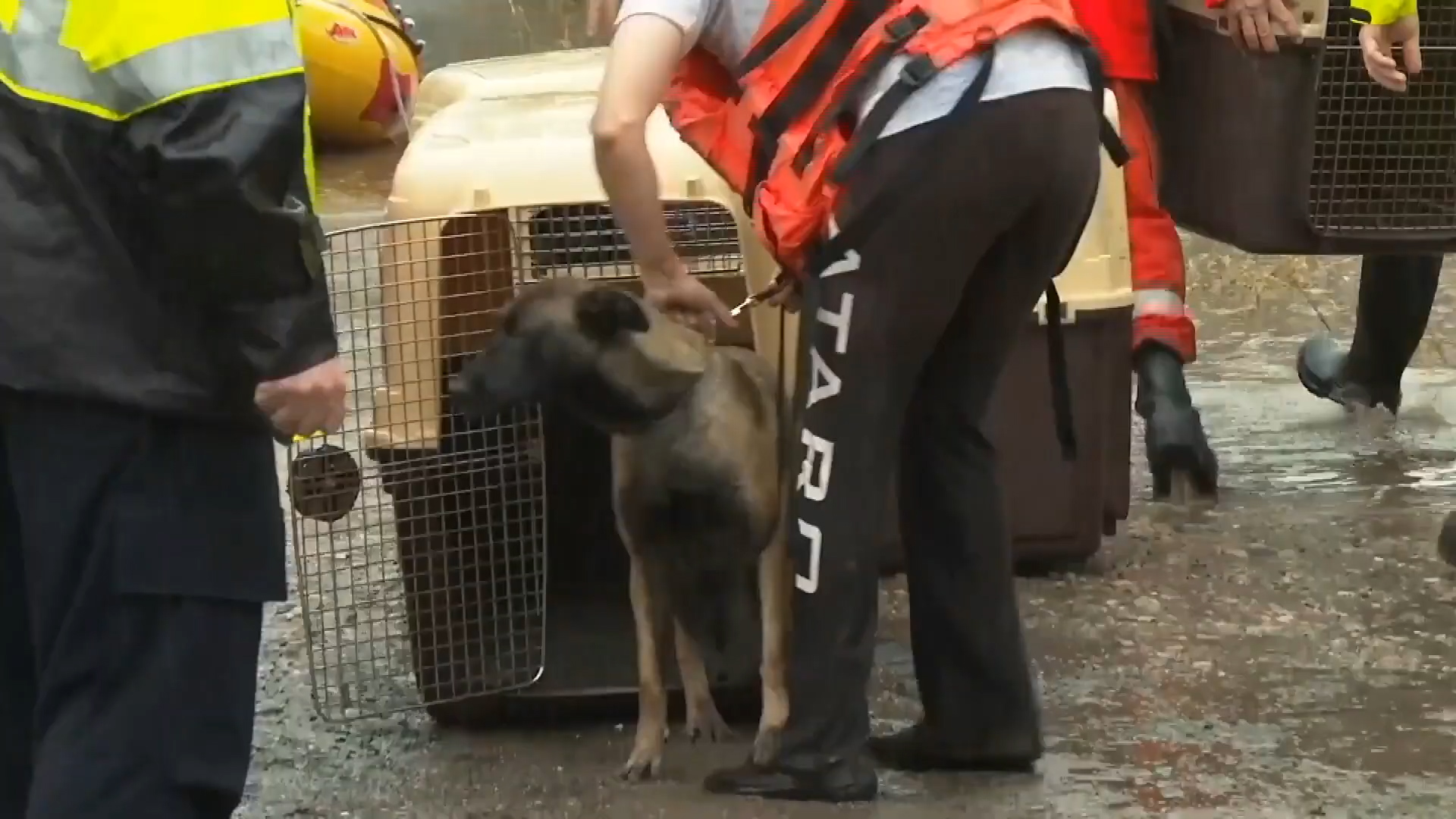 Rescuers save dogs from flooding
