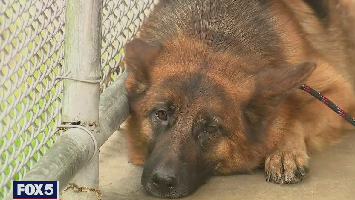 Abandoned German Shepherds found across NJ