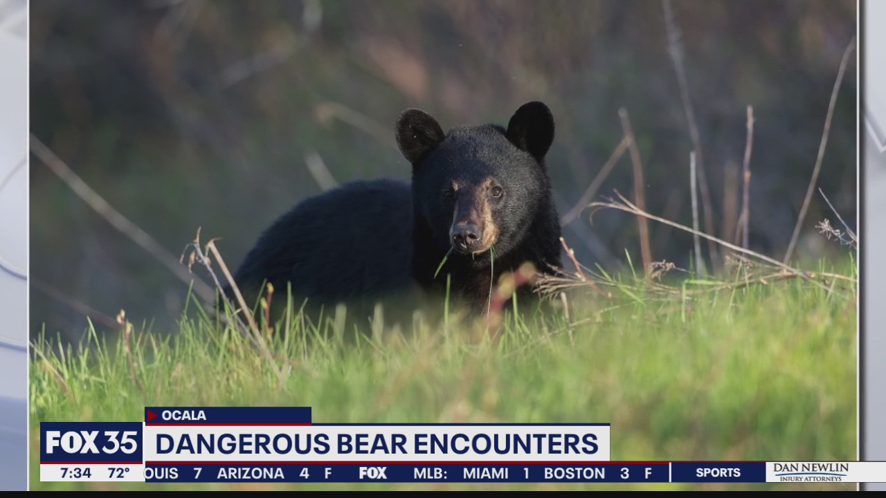 Florida officials warn of dangerous bear encounters while camping